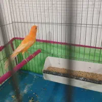 قناری قرمز تبریز پر رنگ|پرنده|سلماس, |دیوار