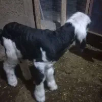 بره زیر میشی