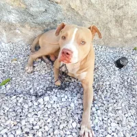 پیت بول نر وارداتی ۲سال و نمیه|سگ|اصفهان, ستار|دیوار