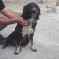 سگ نگهبان قدرجونی|سگ|مشکین‌دشت, |دیوار