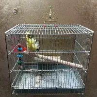 قناری نر تمام فر مست قرص بخون