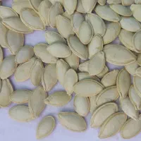 تخمه کدو|عمده‌فروشی|سمیرم, |دیوار