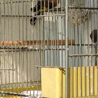 سره|پرنده|اصفهان, کلمان|دیوار