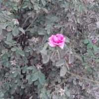 باغچه ۵۰۰ متری