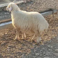 بره قوچ داشتی