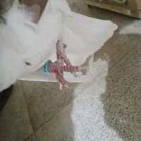 کبوتر نروماده طوقی|پرنده|شریف‌آباد, |دیوار