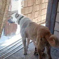 سگ نگهبان سرابی کانگال