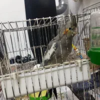 طوطی عروس ماده