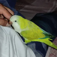 گمشده .مژدگانی