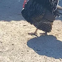 یک عدد بوقلمون