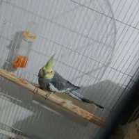 عروس هلندی|پرنده|نیر (اردبیل), |دیوار