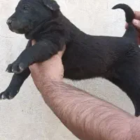 توله های سرابی