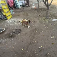 معاوضه با یک جفت کبوتر خوب|سگ|بکتاش, |دیوار