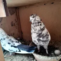 چند جفت کفتر هم جنس هم پرش|پرنده|تهران, شهرک ولیعصر شمالی|دیوار