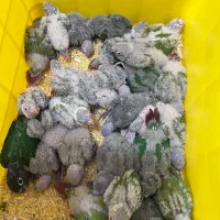 ملنگو رنگی همه رنگ راهب خورشیدی گرین|پرنده|شیراز, شهرک گلها|دیوار