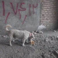 سگ پاکوتاه|سگ|نیشابور, شهرک فرهنگیان|دیوار