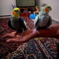 عروس هلندی جوان به شرط‌تخم‌گذاشتن(فوری فوری)