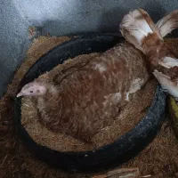 فروش بوقلمون کرچ