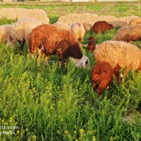 میش بره دار میش آبستن گوسفند قوچ بره داشتی بز