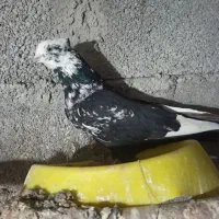 کبوتر|پرنده|دورود, |دیوار