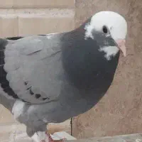 فروش ۲ عددمقلوف پرشی