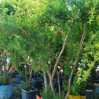 درخت نهال میوه اصلاح شده|گل و گیاه طبیعی|چهاردانگه (تهران), |دیوار