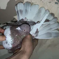 کفتر هوایی|پرنده|نسیمشهر, |دیوار