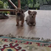 سگ پامر اشپیتز نرو ماده|سگ|خرمآباد (تنکابن), |دیوار