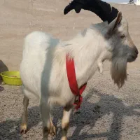 تکه یکساله ۴۵ کیلویی سانن