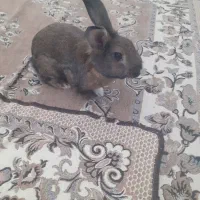 خرگوش نر ،یکونیم ساله|موش و خرگوش|تهران, تهرانپارس شرقی|دیوار