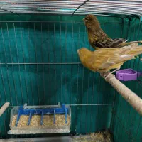 تعدادی قناری نر جوان|پرنده|کرمان, |دیوار