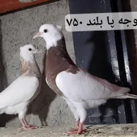 کبوتر تهرانی«طوقی» پلاکی رنگی پشتار|پرنده|هشتگرد, |دیوار