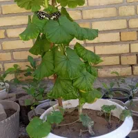 شمعدانی هلندی|گل و گیاه طبیعی|فولادشهر, فولادشهر|دیوار