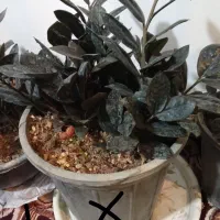 زاموفیلیابلک