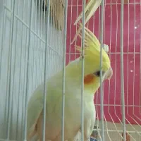 جوجه پارسالی