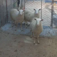 رومانوف ۳قلوزا