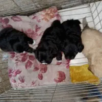 سگ ریز|سگ|بندرعباس, |دیوار