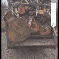 خرید درخت  و هر نوع ریشه بصورت کیلو