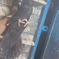 ماده سینه سیاه|پرنده|اهواز, پردیس|دیوار