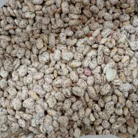 لوبیا چیتی دست چین محلی، خوش پخت  و تازه