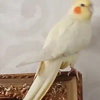 عروس هلندی مولد