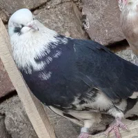 کفتره کفتر بازی زحمت کشیده خال و پرش...|پرنده|ساوه, |دیوار