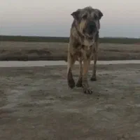 سگ پژدر نر|سگ|بندر ترکمن, |دیوار