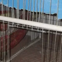 3عددقفس براعروس هلندی ومرغ عشق|لوازم جانبی حیوانات|ایذه, |دیوار