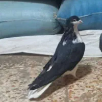 دمگیر سیاه پشت کاکلی و ی بوم طوق ماده|پرنده|شهرضا, |دیوار