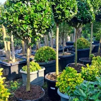 گل و گیاه لوکس|خدمات باغبانی و درختکاری|چابکسر, |دیوار