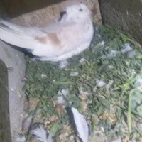 کفتر    وتهرونی  معاوضه با  قناری
