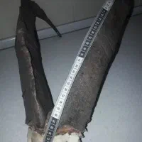 شاخ بز کوهی