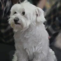 سگ ماده نژاد مالتیزتریر چشم دورنگ زیبا