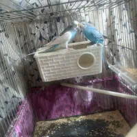 دوجفت مرغ عشق مولد